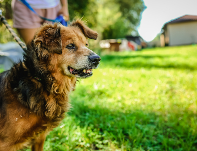 ROMPER - pies do adopcji w schronisku świdnica