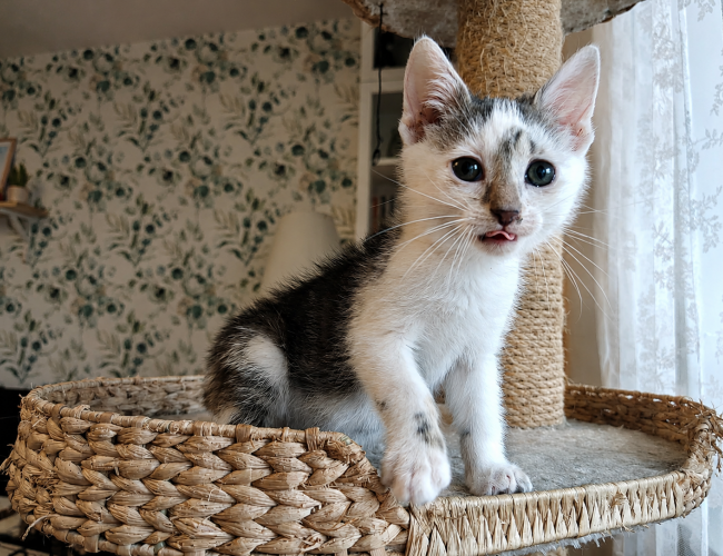 OLAFEK DT - kot do adopcji w schronisku świdnica