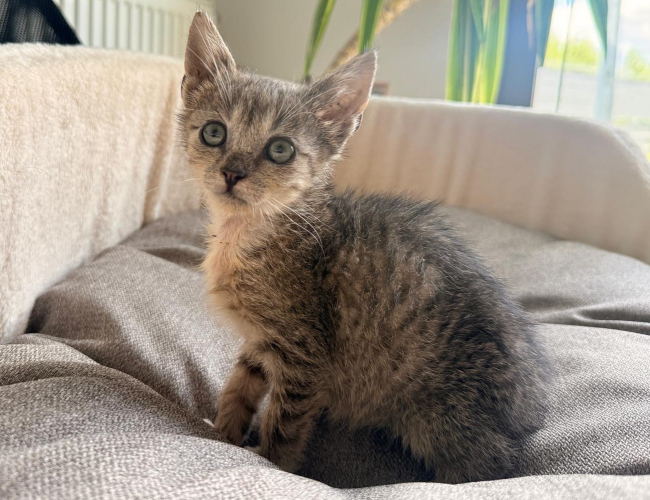 MEZUKO - kot do adopcji w schronisku świdnica