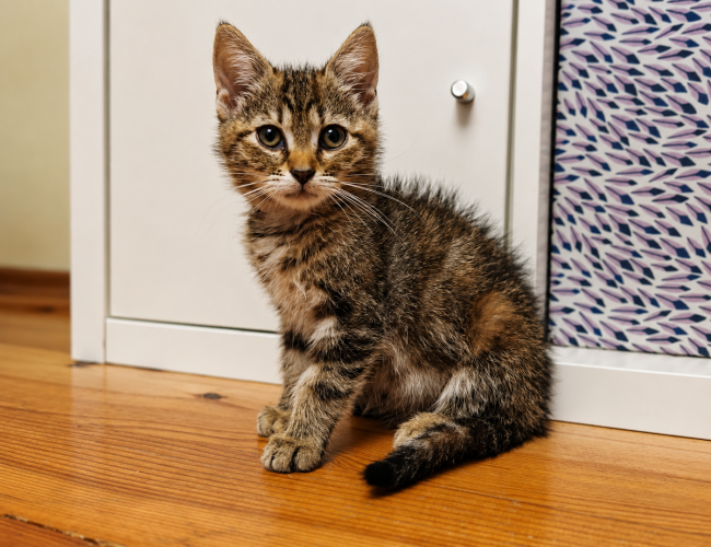 SZELMA DT - kot do adopcji w schronisku świdnica