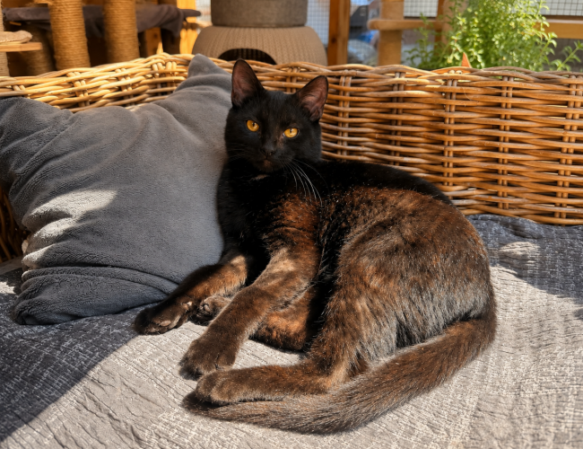 Lou - kot do adopcji w schronisku świdnica