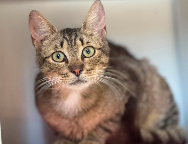 NOLAN - kot do adopcji w schronisku świdnica