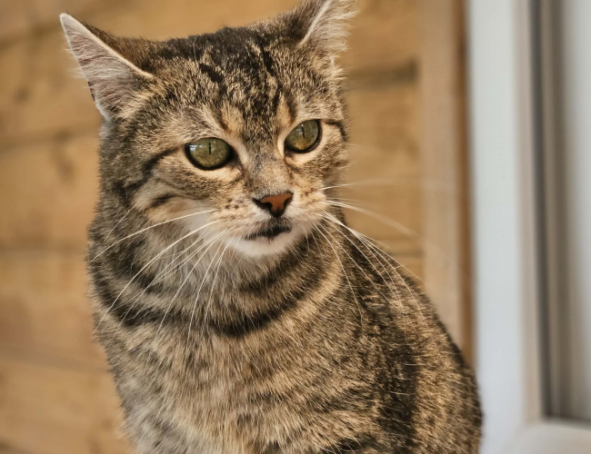 MUZA - kot do adopcji w schronisku świdnica