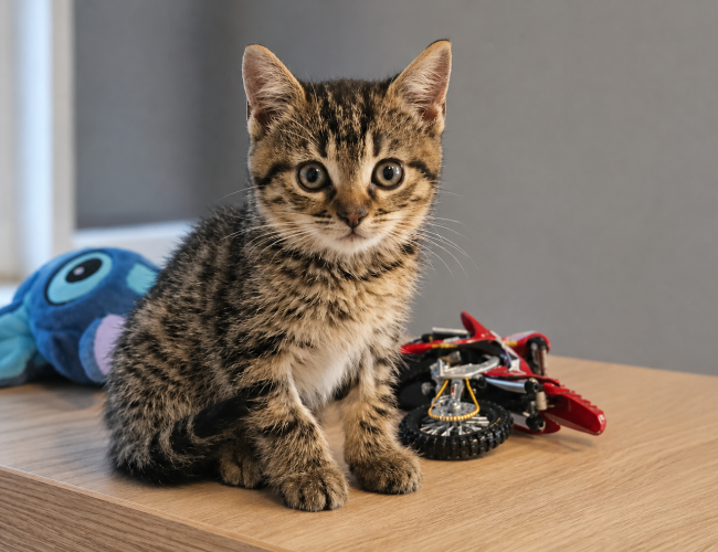 SPRĘŻYNKA DT - kot do adopcji w schronisku świdnica