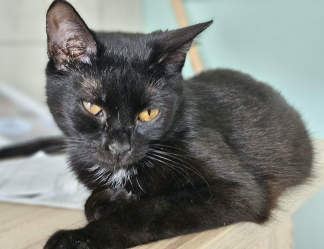 DAFNE DT - kot do adopcji w schronisku świdnica