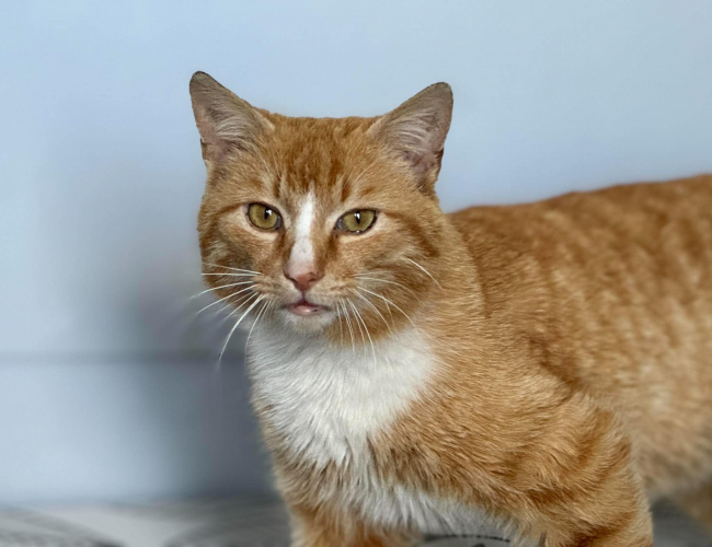 KARMEL - kot do adopcji w schronisku świdnica