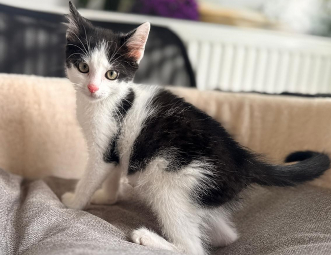 TUBIŚ - kot do adopcji w schronisku świdnica