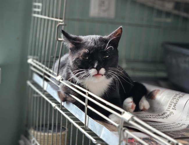 FLAP - kot do adopcji w schronisku świdnica