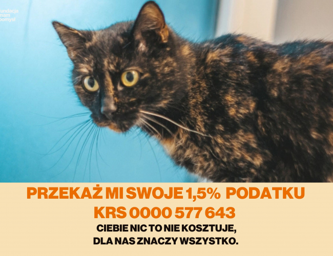 LANCIA - kot do adopcji w schronisku świdnica