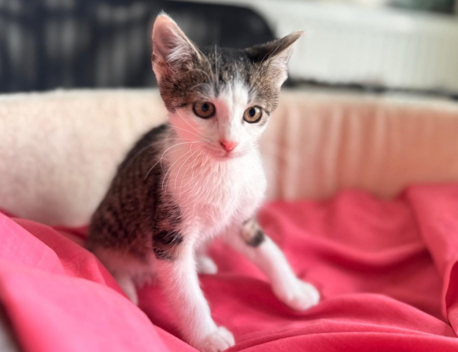 PIANKA - kot do adopcji w schronisku świdnica