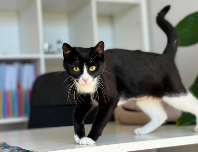 MINTI - kot do adopcji w schronisku świdnica