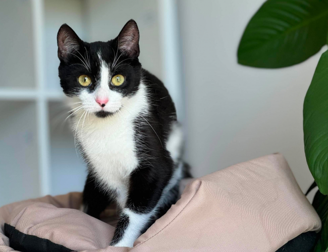 NESKA - kot do adopcji w schronisku świdnica