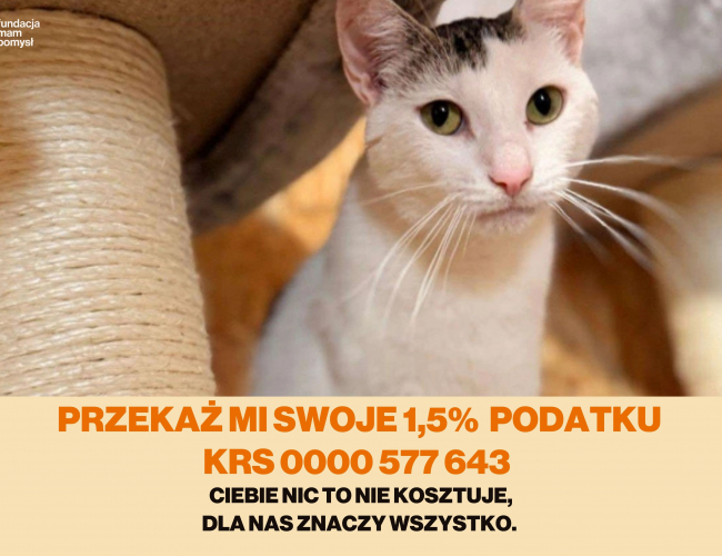 FERTEK DT - kot do adopcji w schronisku świdnica