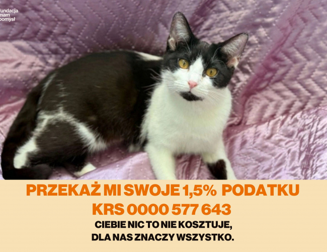 LAURENCJA DT - kot do adopcji w schronisku świdnica