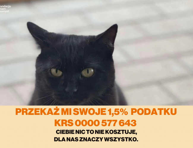 CZĄBER DT - kot do adopcji w schronisku świdnica