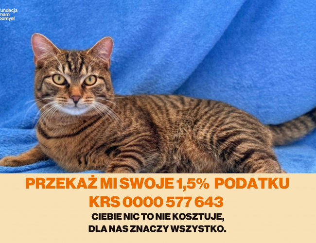 SILVER DT - kot do adopcji w schronisku świdnica