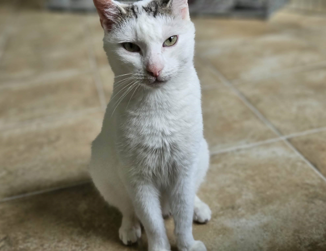 MIGDAŁEK DT - kot do adopcji w schronisku świdnica