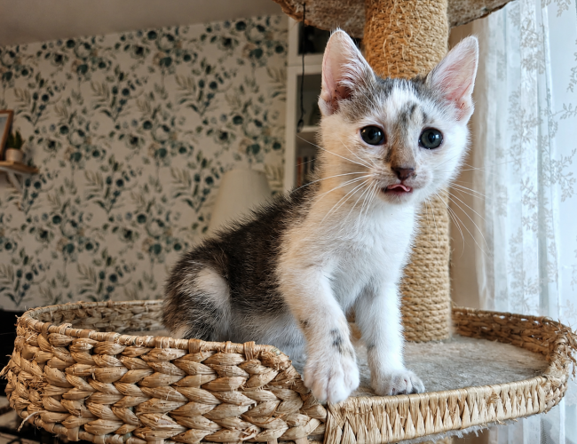 OLAFEK DT - kot do adopcji w schronisku świdnica