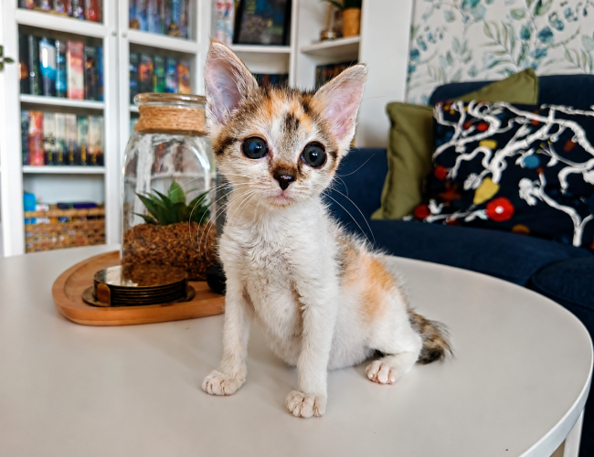 ANGEL DT - kot do adopcji w schronisku świdnica