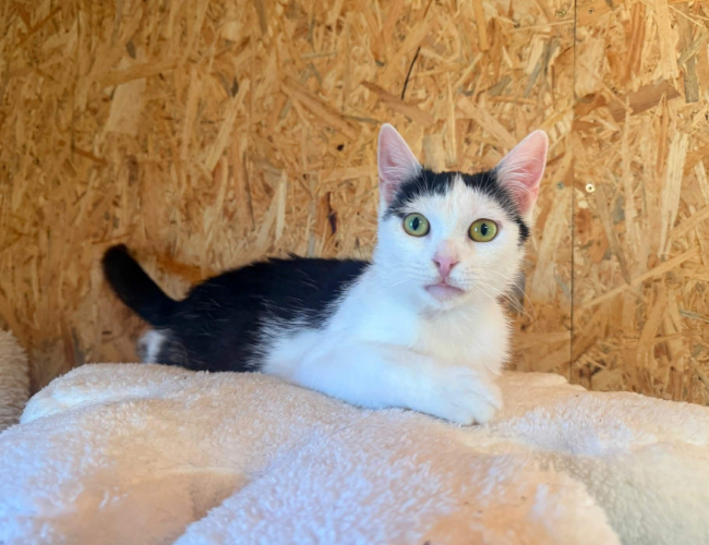 LISSA - kot do adopcji w schronisku świdnica