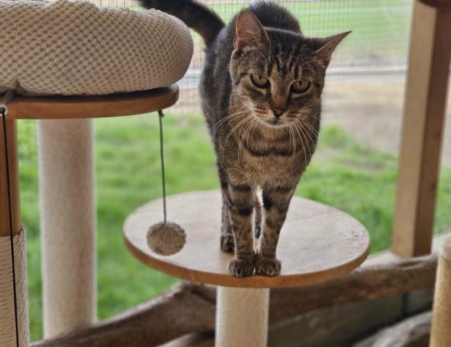 MARLA - kot do adopcji w schronisku świdnica
