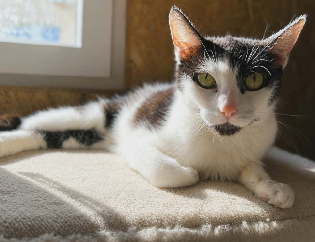 INES - kot do adopcji w schronisku świdnica