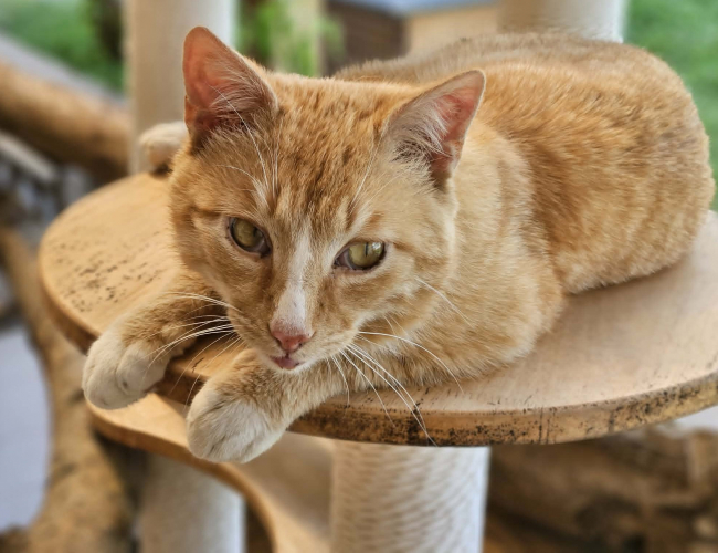 KARMEL - kot do adopcji w schronisku świdnica