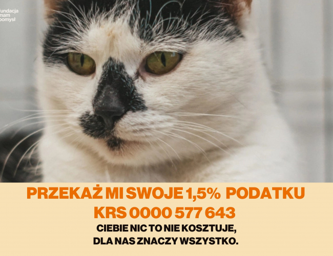 VIOLINKA - kot do adopcji w schronisku świdnica