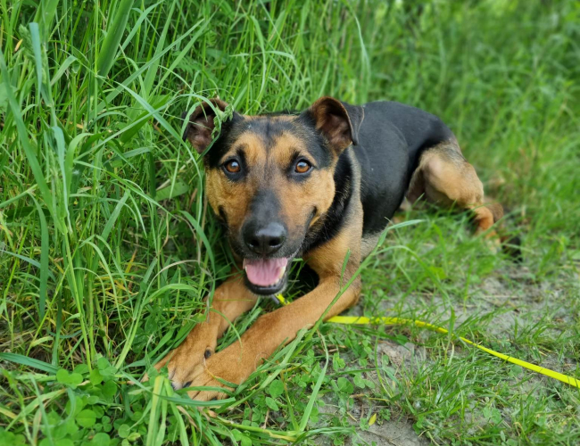 BUBA - pies do adopcji w schronisku świdnica
