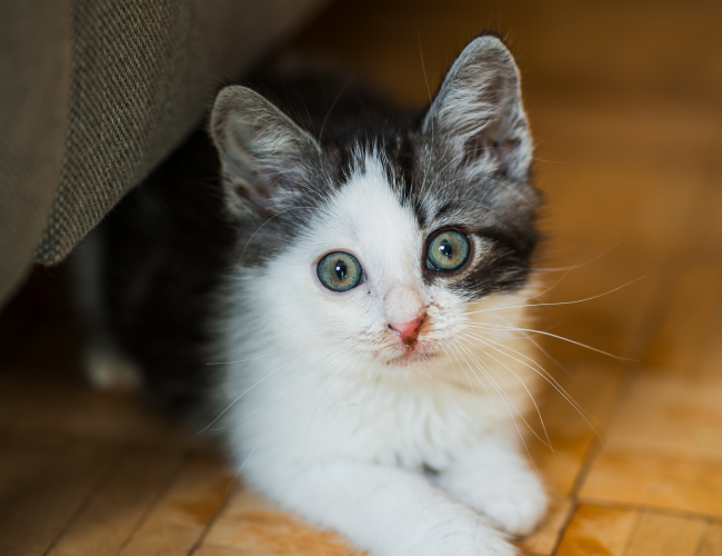 KOPEREK DT - kot do adopcji w schronisku świdnica