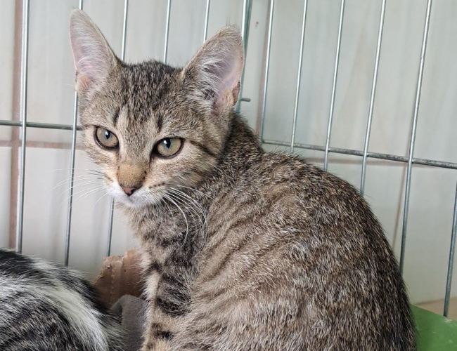 MIRA - kot do adopcji w schronisku świdnica