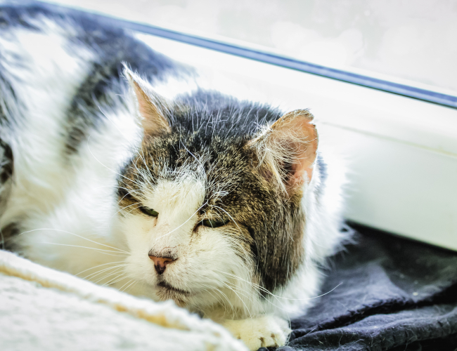 BAMBUR - kot do adopcji w schronisku świdnica