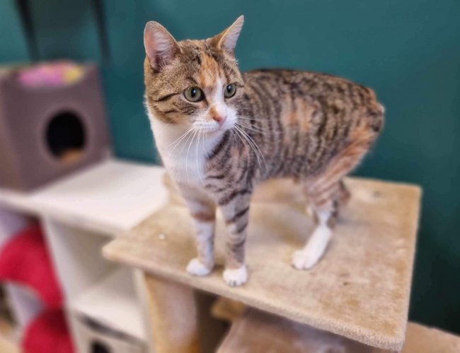 BUNIA - kot do adopcji w schronisku świdnica