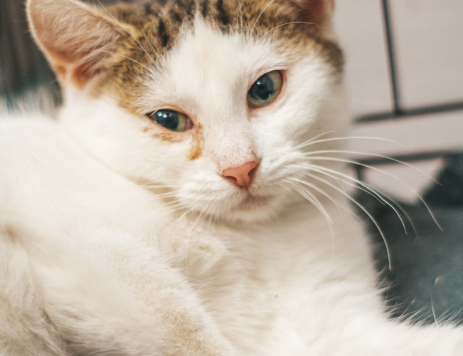 LOKA - kot do adopcji w schronisku świdnica
