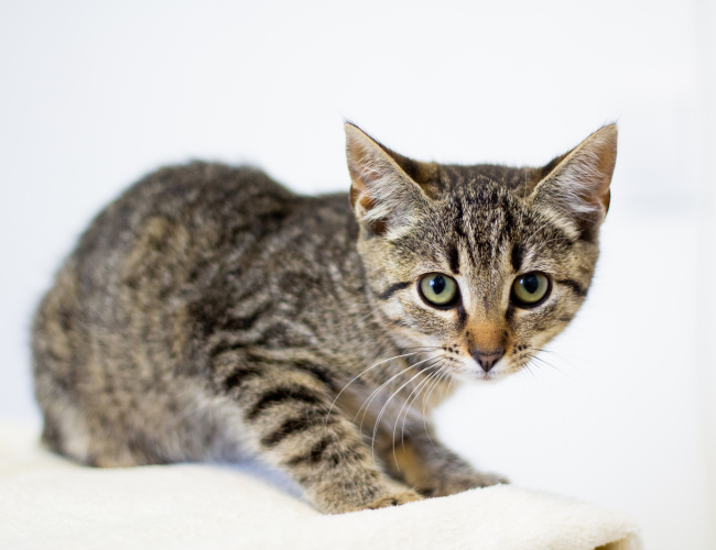 HORTEX - kot do adopcji w schronisku świdnica