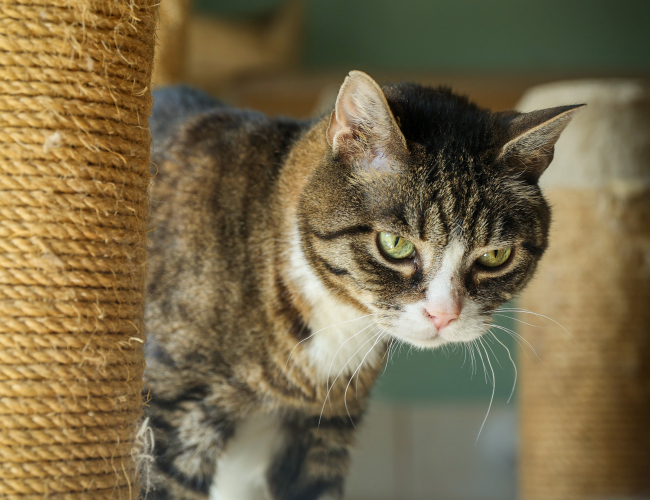 KORTAS - kot do adopcji w schronisku świdnica