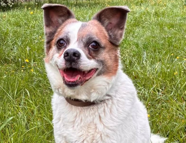 DEJSI - pies do adopcji w schronisku świdnica