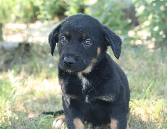 WEASLEY - pies do adopcji w schronisku świdnica