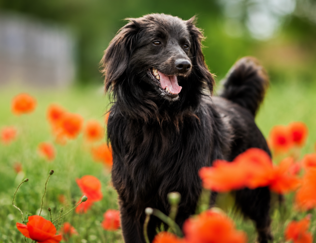 LOLEK - pies do adopcji w schronisku świdnica