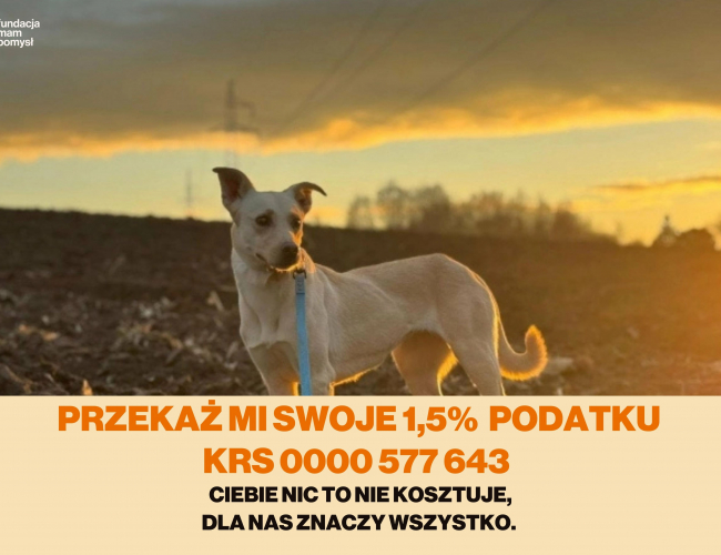 FIMA  DT - pies do adopcji w schronisku świdnica