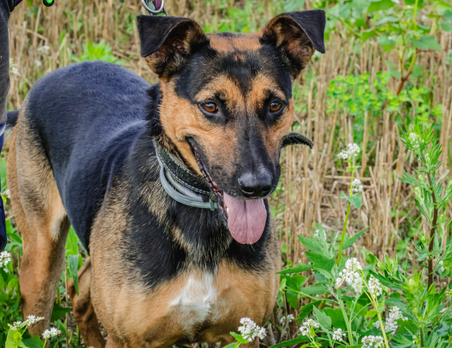 BUBA - pies do adopcji w schronisku świdnica