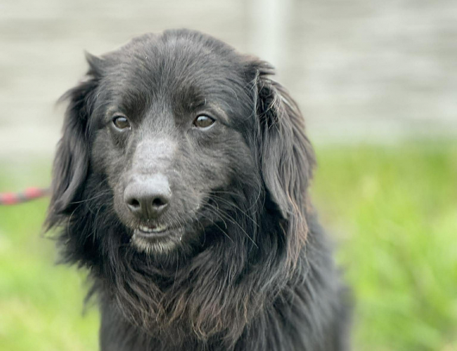 LOLEK - pies do adopcji w schronisku świdnica