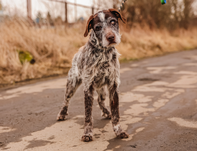 BALOO - pies do adopcji w schronisku świdnica