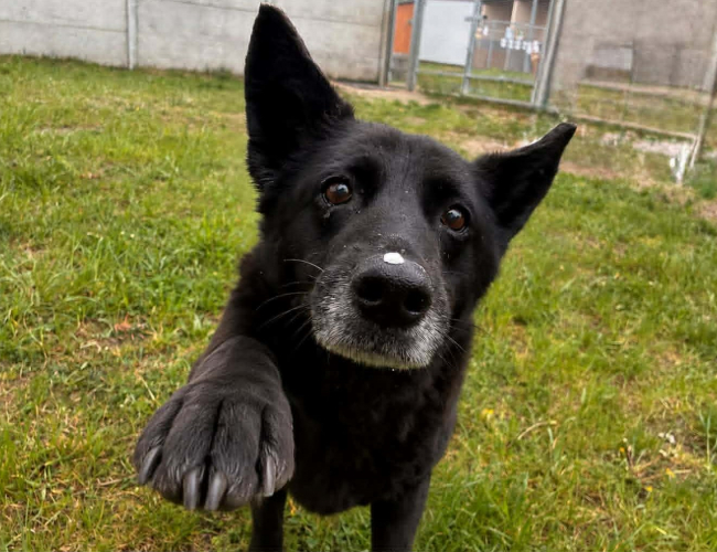 BENEK - pies do adopcji w schronisku świdnica
