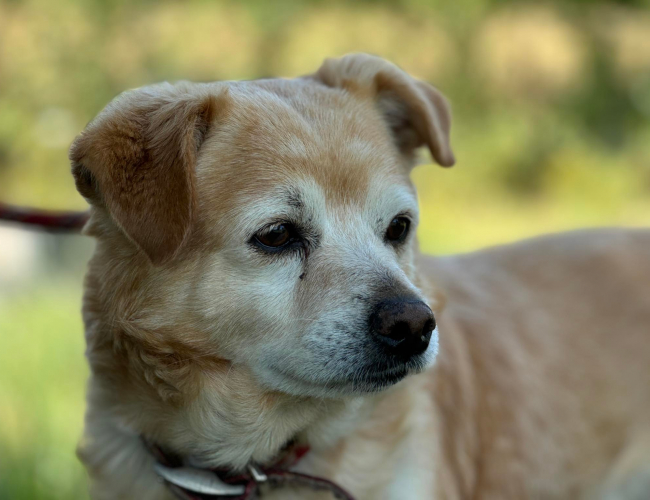  CARLOS - pies do adopcji w schronisku świdnica