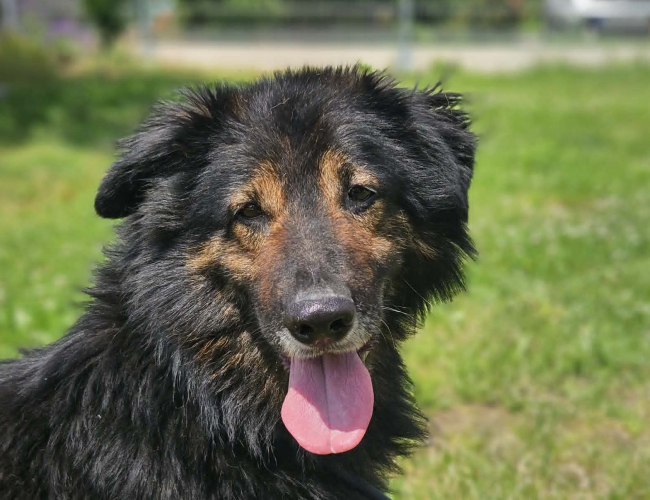 MALIBU - pies do adopcji w schronisku świdnica