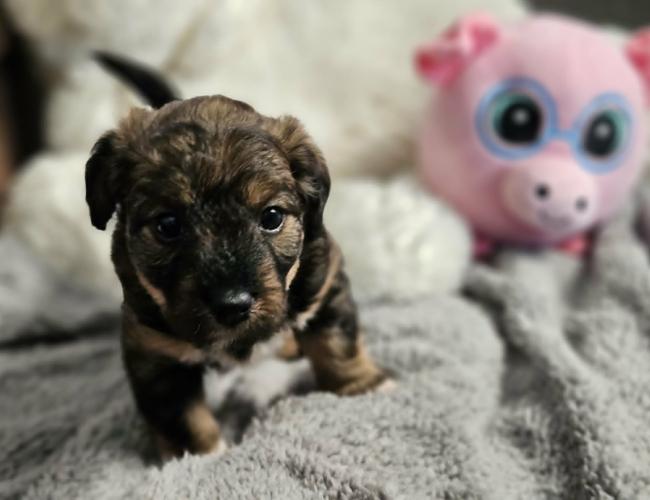 ARIELKA - pies do adopcji w schronisku świdnica