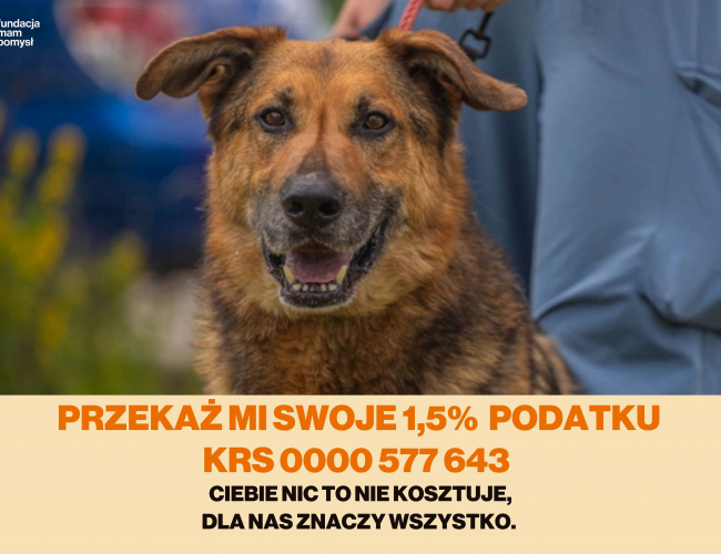 HOMER - pies do adopcji w schronisku świdnica