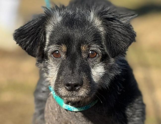 RYSIU - pies do adopcji w schronisku świdnica