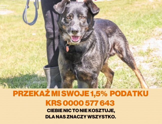 ELVIR - pies do adopcji w schronisku świdnica